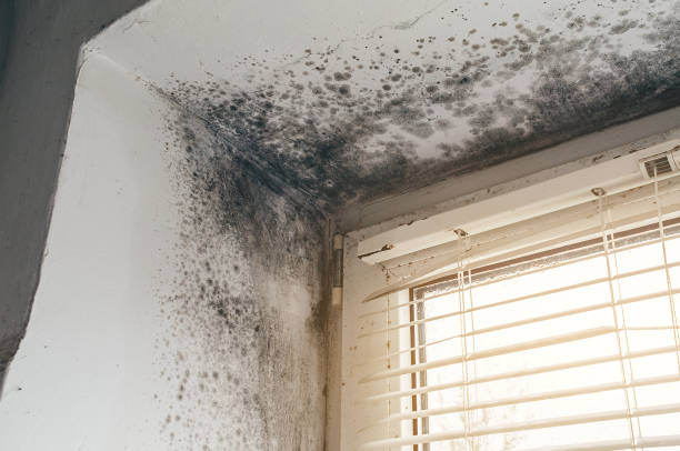 Affordable Mold Cleanup solutions in Washington, NC