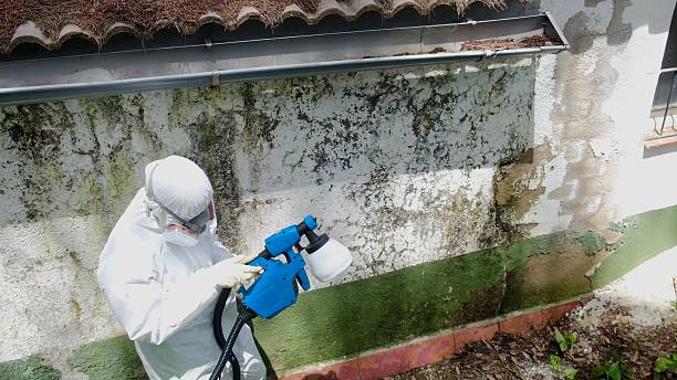 Trusted Crawl Space Mold Removal service in Washington, NC - Cheap Mold Removal
